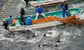 Ngư dân Nhật dùng lưới bắt cá heo