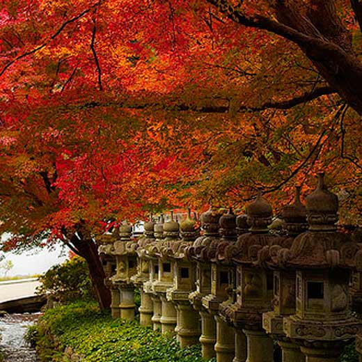 Tôi yêu Osaka mùa lá rụng